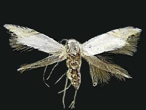 Proleucoptera smilaciella