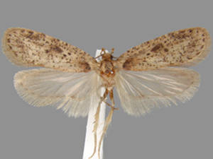Agonopterix canadensis