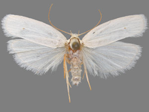 Antaeotricha albulella