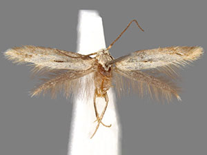Elachista beothucella
