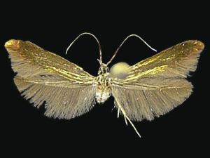 Coleophora arizoniella