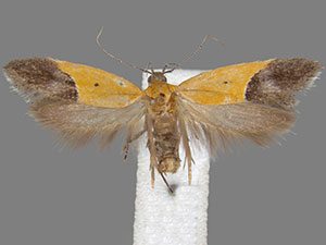 Triclonella xuthocelis