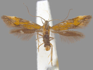 Triclonella bicoloripennis