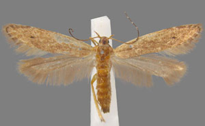 Monochroa harrisonella