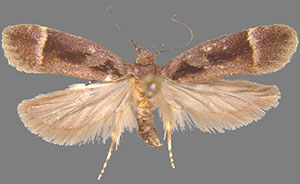 Pseudochelaria arbutina