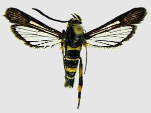 Synanthedon scitula