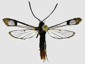Synanthedon dominicki