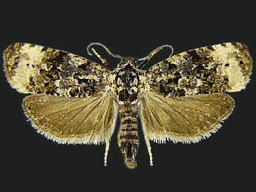 Endothenia gentianaeana