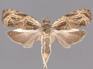 Olethreutes atrodentana
