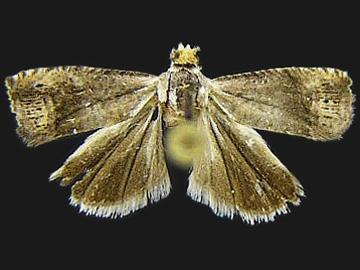 Ofatulena luminosa