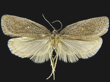 Acleris lipsiana