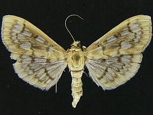 Herpetogramma abdominalis