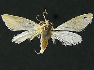 Acentria nivea