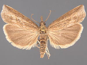 Neodactria oktibbeha