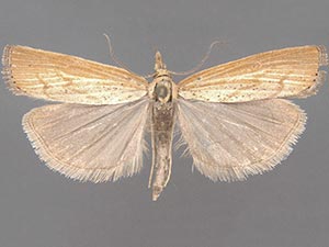 Pediasia dorsipunctellus
