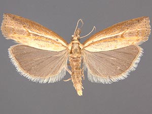 Fissicrambus hemiochrellus