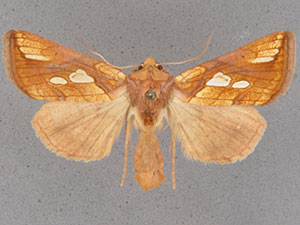 Plusia festucae