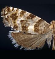 Paralobesia palliolana