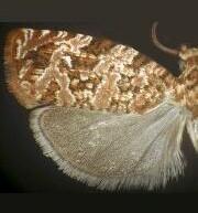 Phaecasiophora niveiguttana