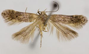 Monochroa fragariae