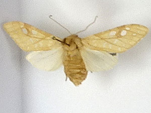 Lophocampa bicolor