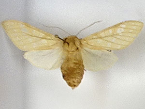 Lophocampa bicolor