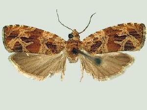 Olethreutes baccatana