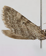 Eupithecia pusillata