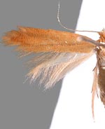 Coptotriche concolor