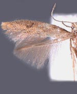 Astrotischeria ambrosiaeella
