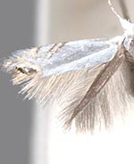 Proleucoptera smilaciella