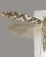 Caloptilia serotinella