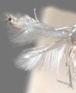 Phyllocnistis ampelopsiella