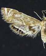 Petrophila santafealis