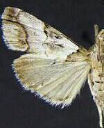 Milgithea trilinealis