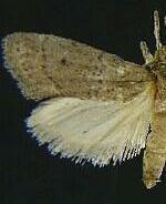 Cacotherapia unicoloralis
