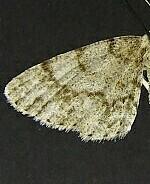Stenoporpia dionaria