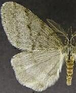 Phigalia plumogeraria