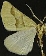 Plataea calcaria