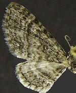 Eupithecia albimontanata