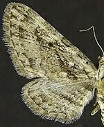 Eupithecia longidens