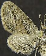 Eupithecia macrocarpata