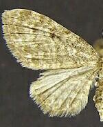 Eupithecia lachrymosa