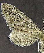 Eupithecia mystiata