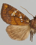 Papaipema albimontana
