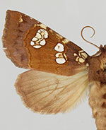 Papaipema amianthii