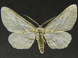 Nepterotaea ozarkensis