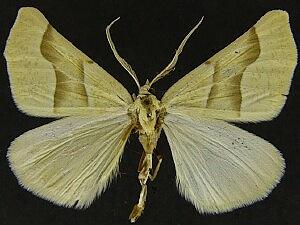 Plataea calcaria