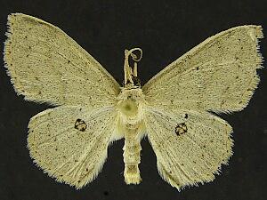 Semaeopus cantona