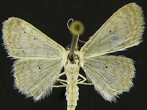 Scopula benitaria